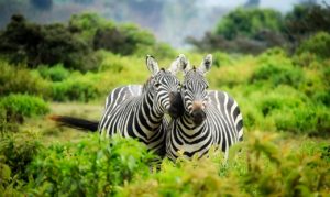 Recognizing Zebras In Anesthesiology Clinical Vignettes - The Pass Machine