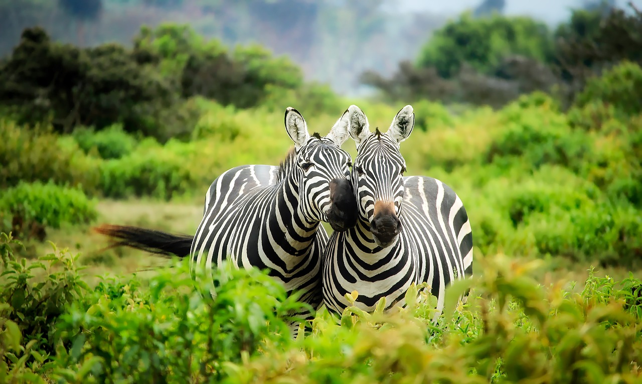 Recognizing Zebras In Anesthesiology Clinical Vignettes - The Pass Machine