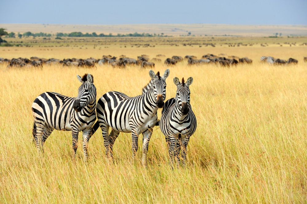 Recognizing Zebras in General Surgery Clinical Vignettes - The Pass Machine