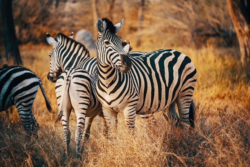Recognizing Zebras in Cardiology Clinical Vignettes - The Pass Machine