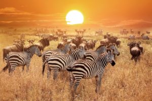 Recognizing Zebras In Gastroenterology Clinical Vignettes - The Pass Machine
