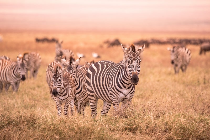 Recognizing Zebras in Family Medicine Clinical Vignettes - The Pass Machine